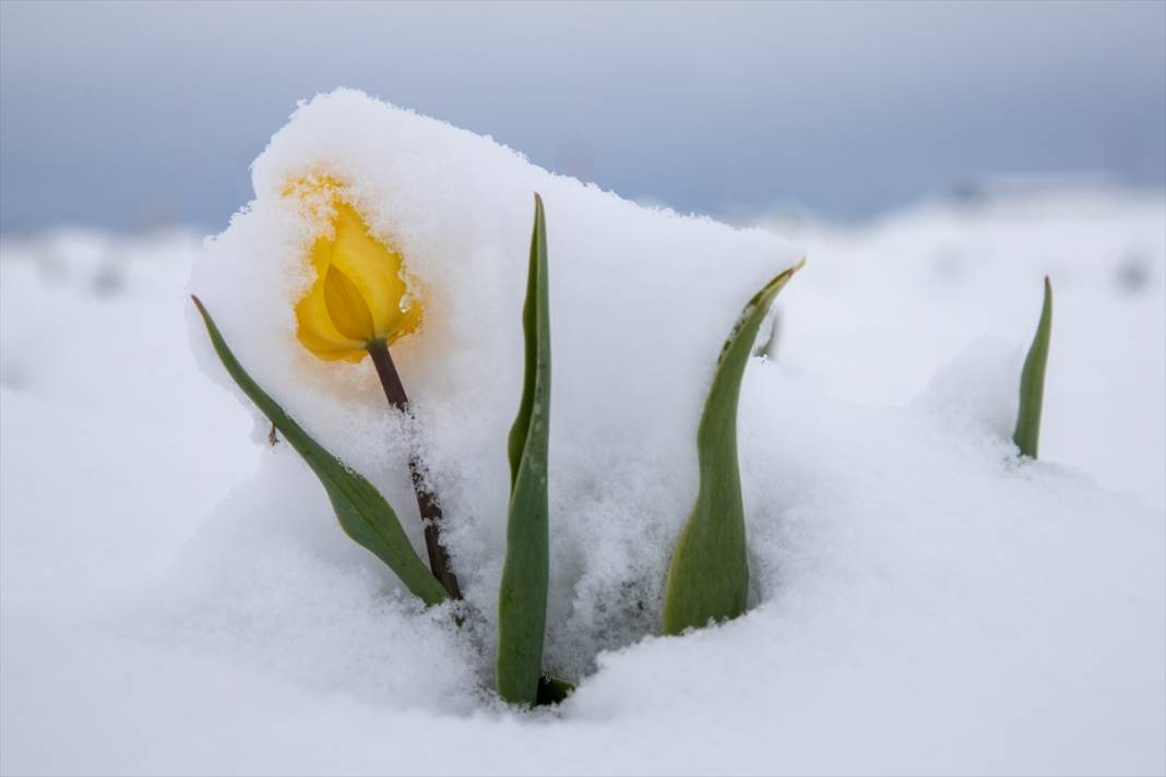 Ünlü lale bahçesi bu yıl bambaşka bir görsel şölen sunacak 14